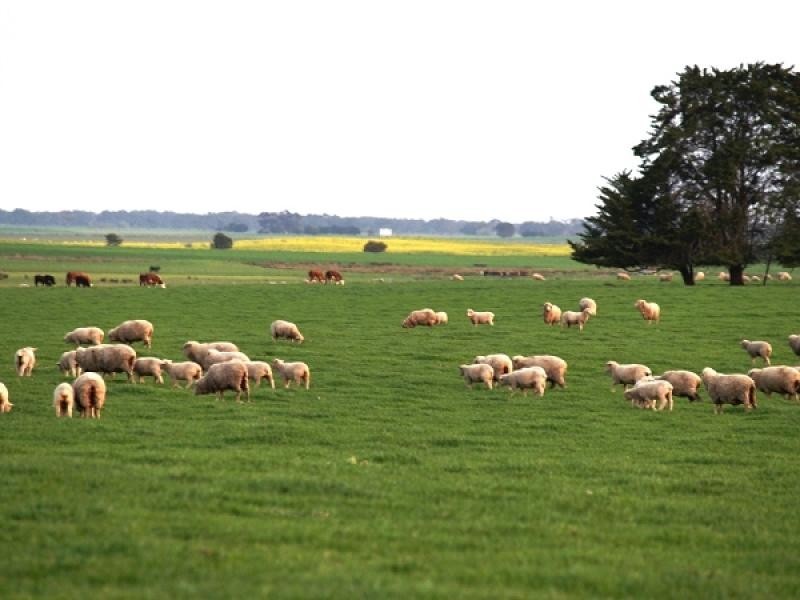 MOYHALL ROAD, Naracoorte SA 5271