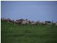 MOYHALL ROAD, Naracoorte SA 5271