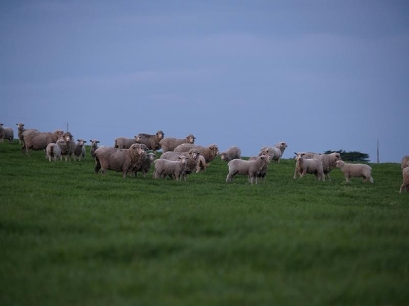 MOYHALL ROAD, Naracoorte SA 5271