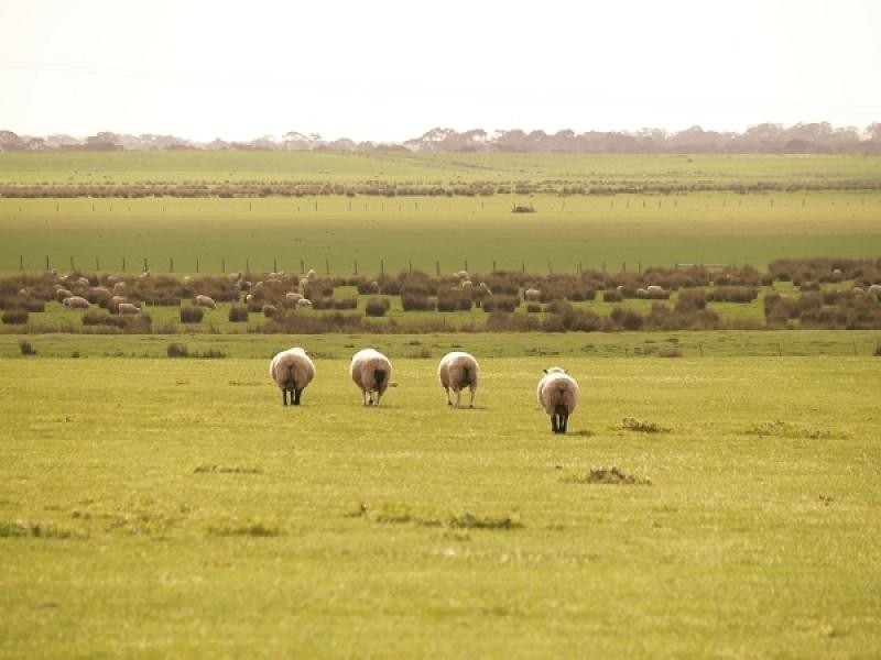 MOYHALL ROAD, Naracoorte SA 5271