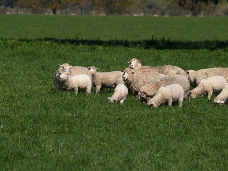 Strathdownie VIC 3312