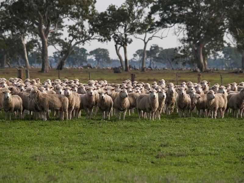 Strathdownie VIC 3312