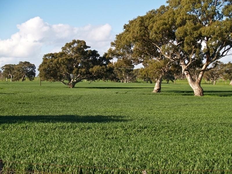 Lucindale SA 5272