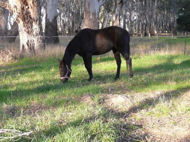 Lots 62 – 66 Wimmera Highway, Hynam SA 5262