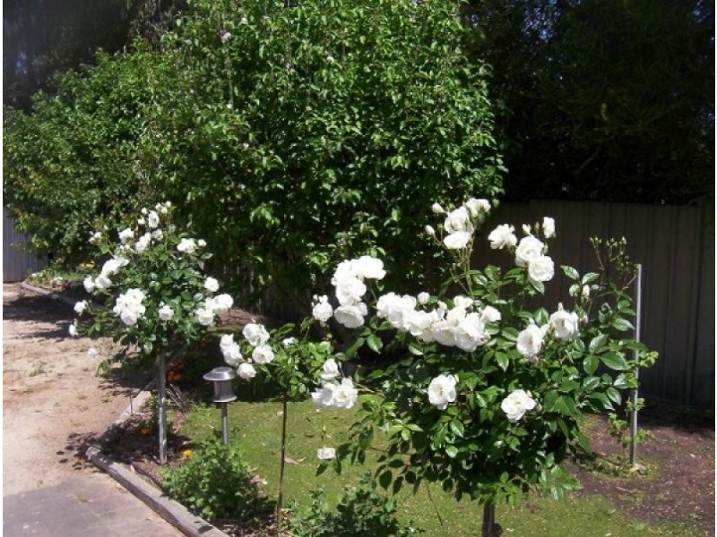 32 Pinkerton Road, Naracoorte SA 5271