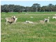 Wattle Range SA 5279
