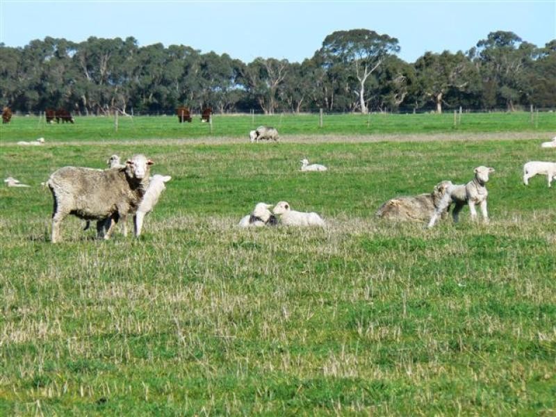Wattle Range SA 5279