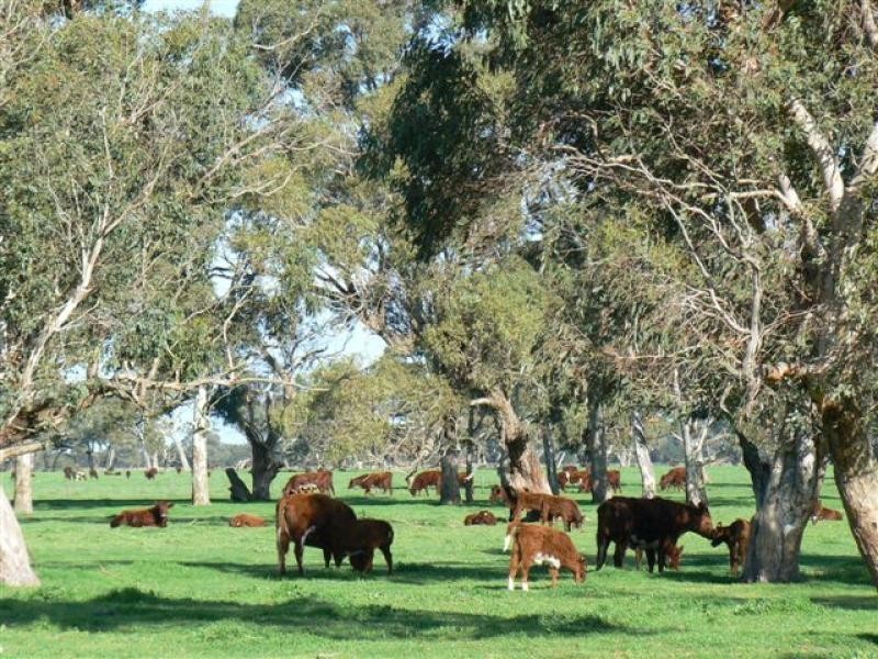 Wattle Range SA 5279