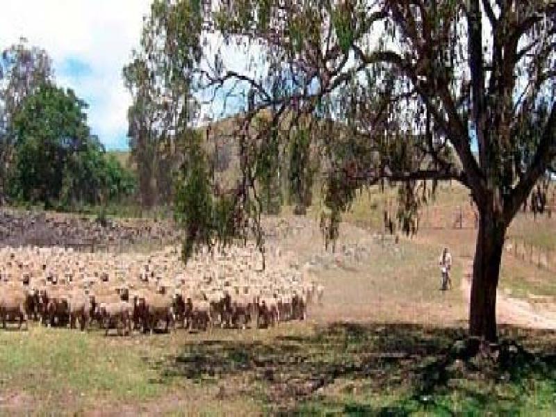 WELLINGTON ROAD, Mudgee NSW 2850