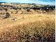 Gunnedah NSW 2380