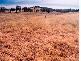 Gunnedah NSW 2380