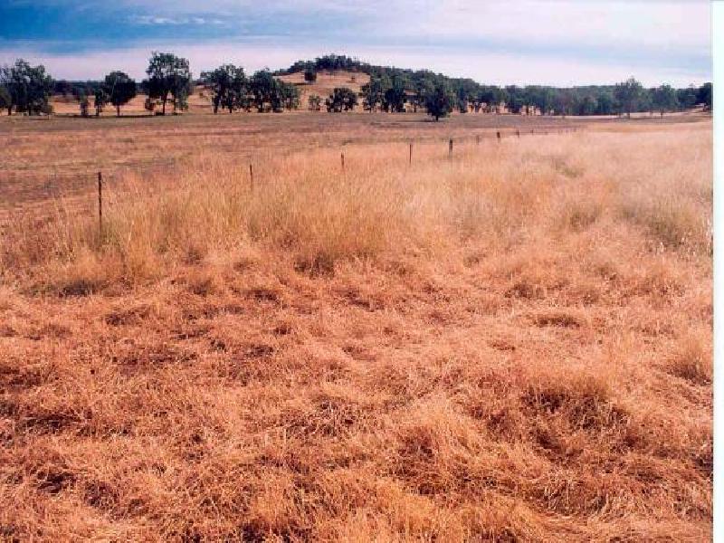 Gunnedah NSW 2380