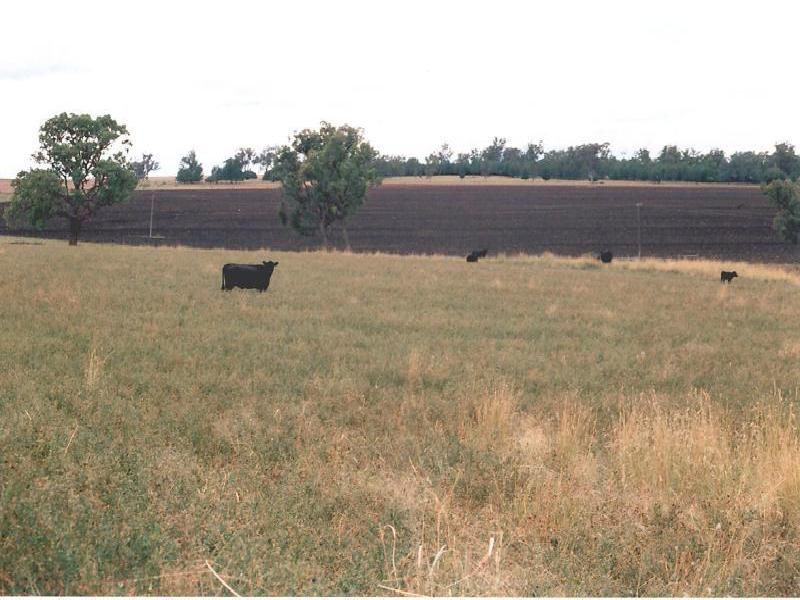 Moree NSW 2400