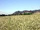 GRENFELL ROAD, Cowra NSW 2794