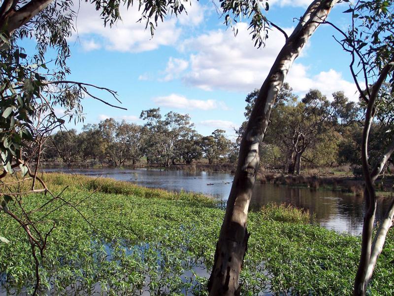 BOGAN RIVER, Nyngan NSW 2825