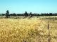 WARRADERRY ROAD, Cowra NSW 2794