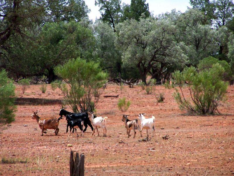 56 KILOMETRES WEST OF COBAR ON BARRIER HIGHWAY., Cobar NSW 2835