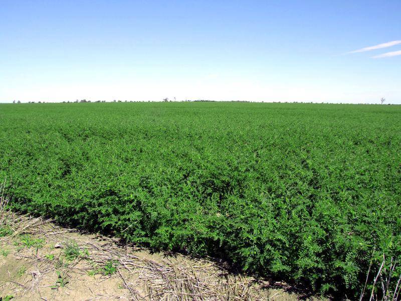 LIVINGSTON FARM, Moree NSW 2400