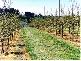 0 CARGO ROAD, Orange NSW 2800