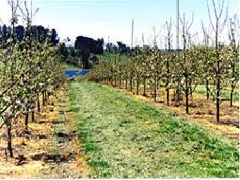 0 CARGO ROAD, Orange NSW 2800