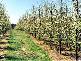 0 CARGO ROAD, Orange NSW 2800