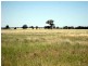 Tottenham NSW 2873