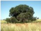 Tottenham NSW 2873