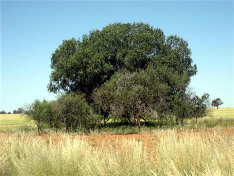 Tottenham NSW 2873
