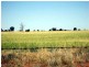 Tottenham NSW 2873