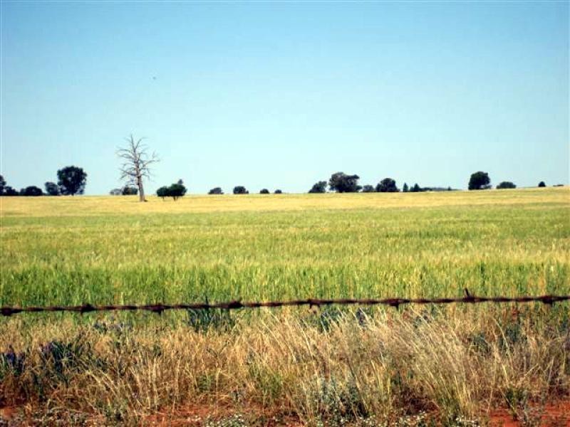Tottenham NSW 2873