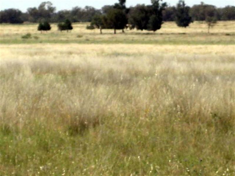 Tottenham NSW 2873