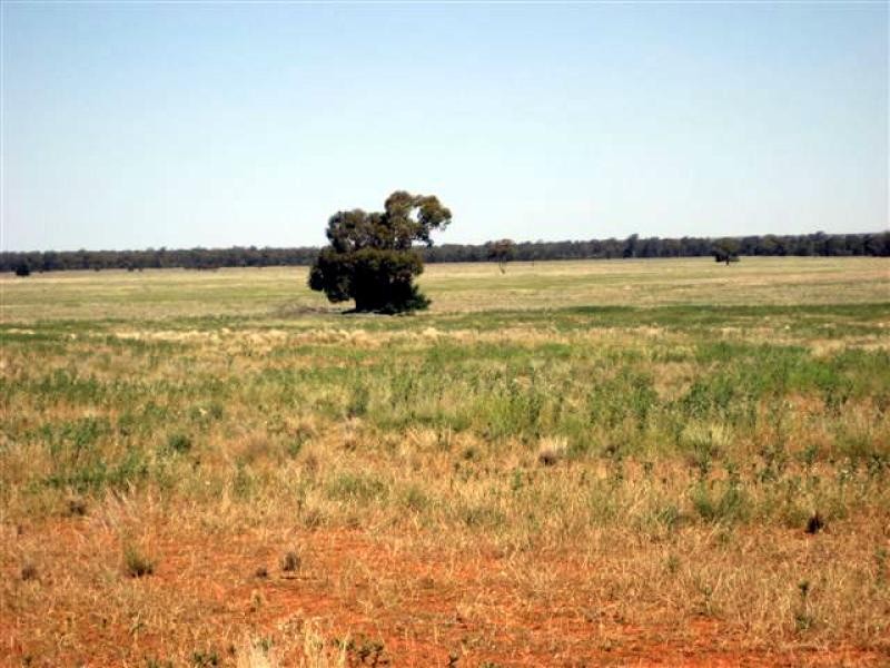 Tottenham NSW 2873