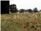 Tottenham NSW 2873