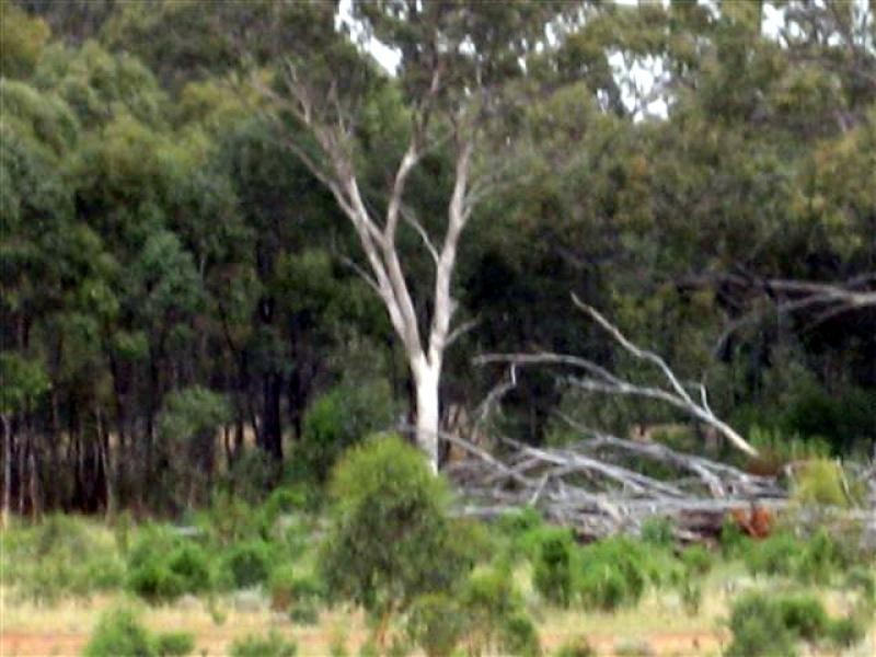 Tottenham NSW 2873