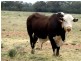 Tottenham NSW 2873