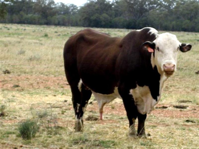 Tottenham NSW 2873