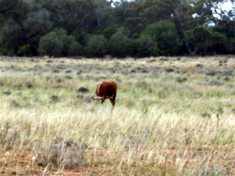 Tottenham NSW 2873