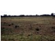 Tottenham NSW 2873