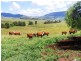1247 Sandy Creek Road, McCullys Gap via, Muswellbrook NSW 2333