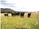 Scone NSW 2337