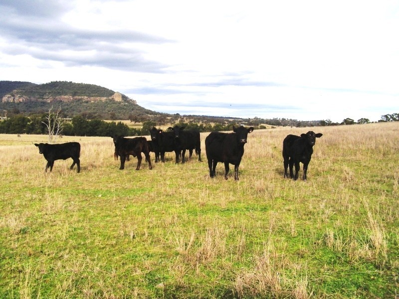 Scone NSW 2337