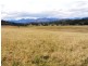 Scone NSW 2337