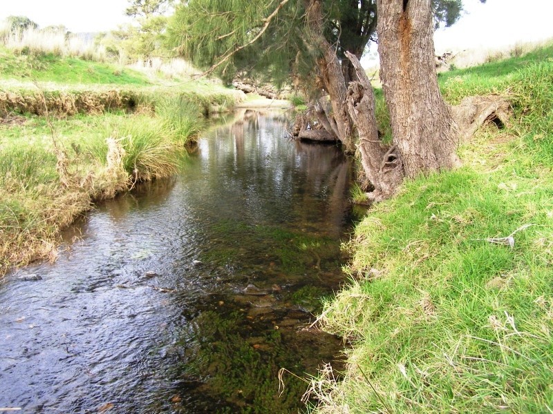 Scone NSW 2337