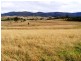 Scone NSW 2337