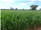 Tocumwal NSW 2714