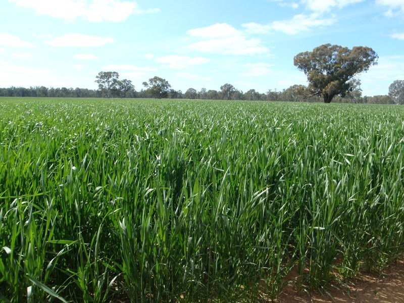 Tocumwal NSW 2714