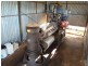 Tocumwal NSW 2714