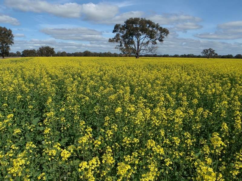 Tocumwal NSW 2714