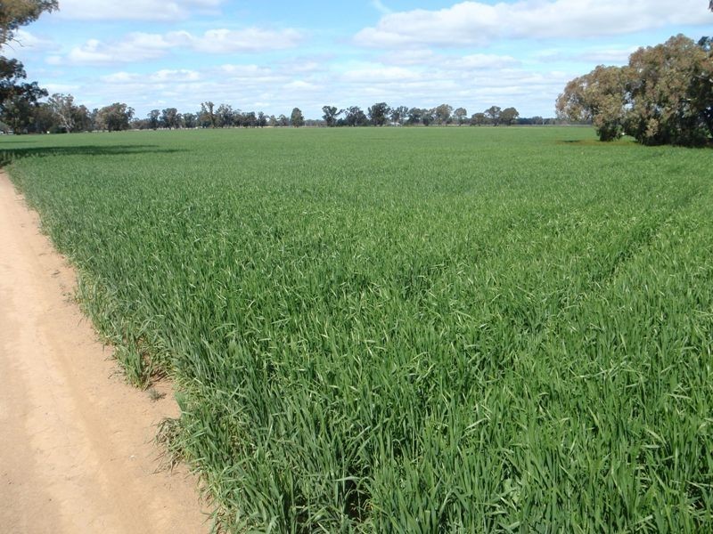 Tocumwal NSW 2714