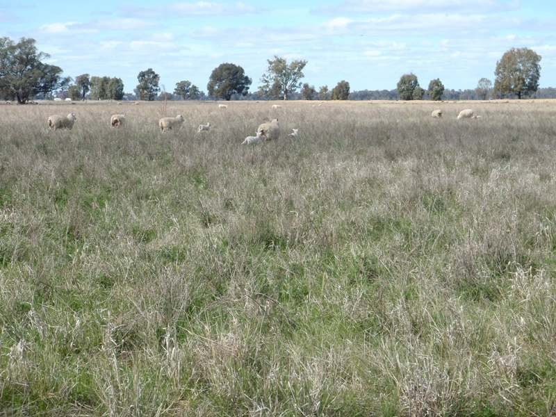 Tocumwal NSW 2714